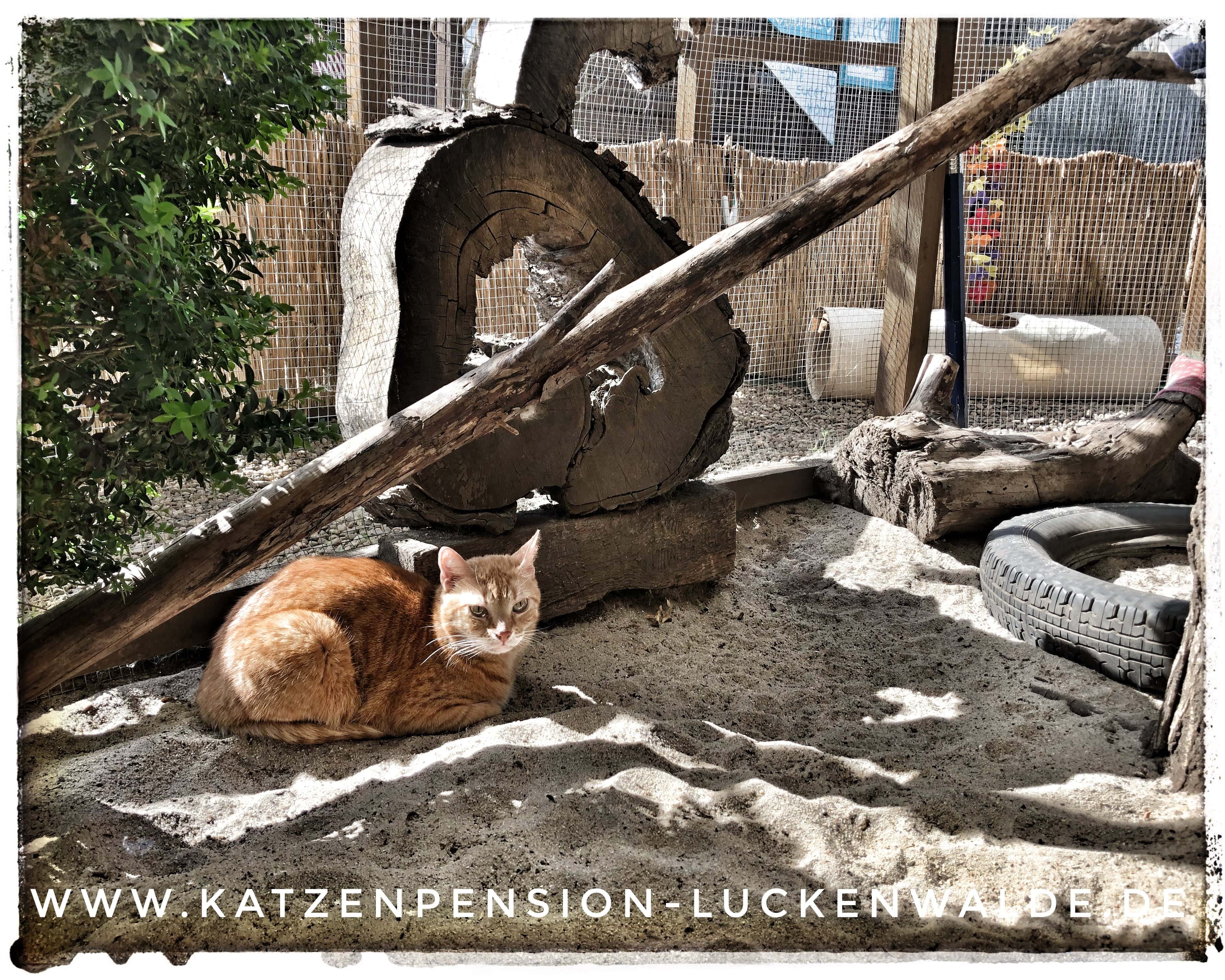 Catsitting in ihrer Region Bad Sarrow - IMG 9516 min - TIERHOTEL - TIERBETREUUNG - KATZENPENSION in der NÄHE - FREIGEHEGE für KATZEN - KATZENPENSION KOSTEN