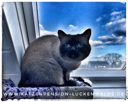 Betreuung Ihrer Katze Im Urlaub in ihrer Region Schönewalde - IMG 7651 min - TIERHOTEL - TIERBETREUUNG - KATZENPENSION in der NÄHE - FREIGEHEGE für KATZEN - KATZENPENSION KOSTEN